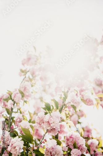 Wallpaper Mural cherry blossom Torontodigital.ca