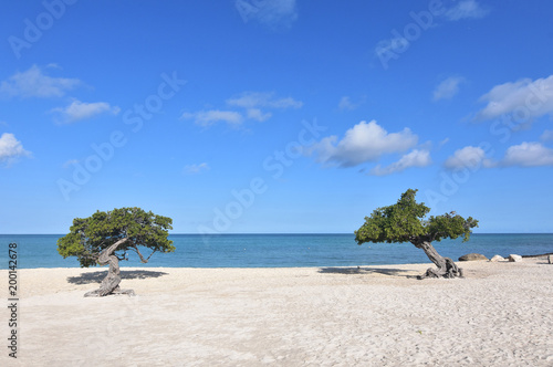 Εκτύπωση καμβά Pair of Divi Divi Trees on a White Sand Beach in Aruba