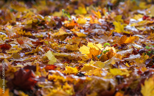 herbst laub