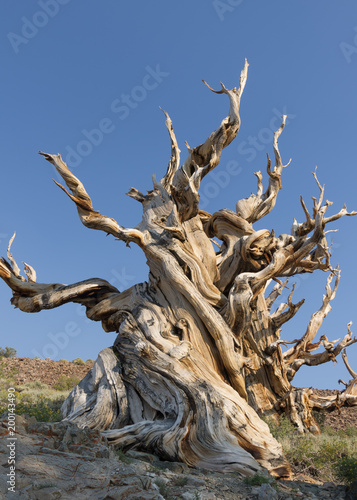 Pine tree in the Ancient Bristlecone Pine Tree Forest in California © angeldibilio