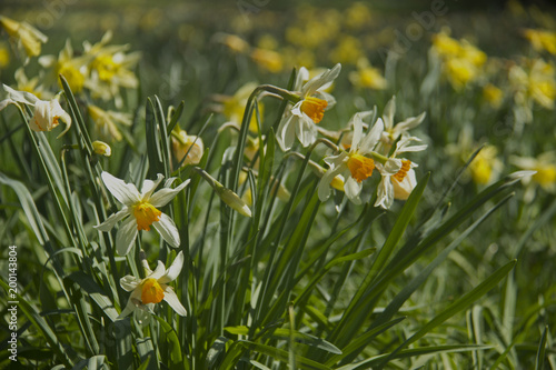Fototapeta Naklejka Na Ścianę i Meble -  narcissi and daffodils