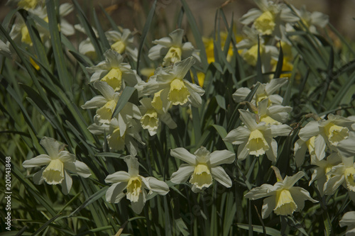 Fototapeta Naklejka Na Ścianę i Meble -  pale creamy daffodils