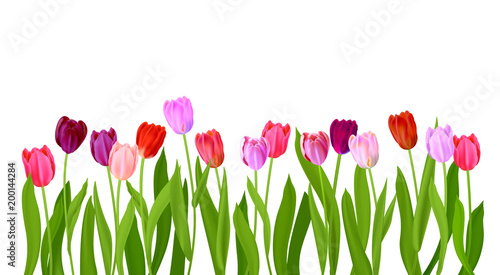 Fototapeta Naklejka Na Ścianę i Meble -  Realistic Isolated tulips flowers