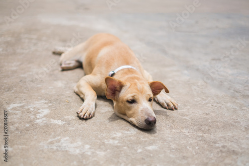 Yellow thai dog is lying on the cement floor, selective focus