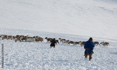 Nenets reindeer herders catch reindeers on a sunny winter day