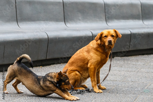 Two stray dog sitting on the asphalt. animals