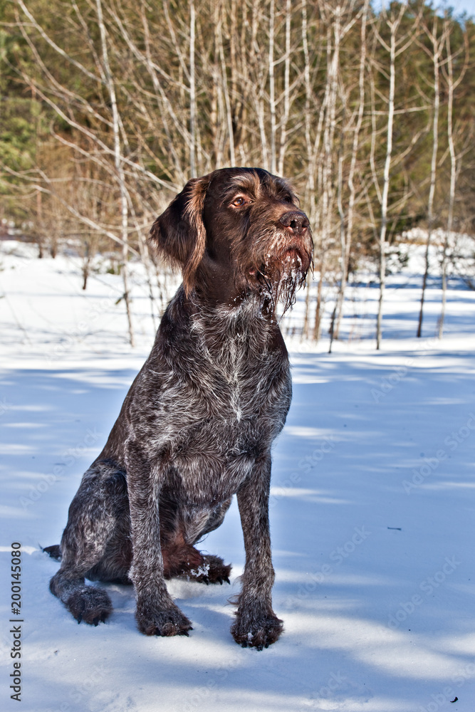 Dog breed  German Wirehaired pointer drathaar sitting on the snow in nature