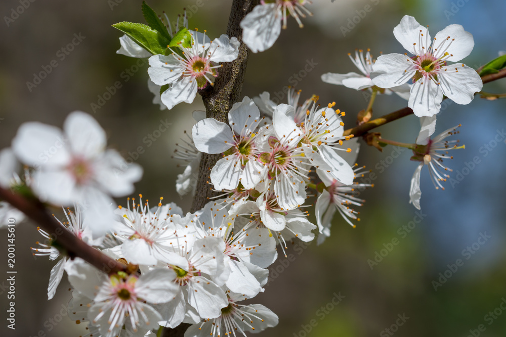 Frühling, Winter, erste Blumen, Wetter, Insekten, Deko, Frühling, Winter, erste Blumen, Wetter, Insekten, Deko,