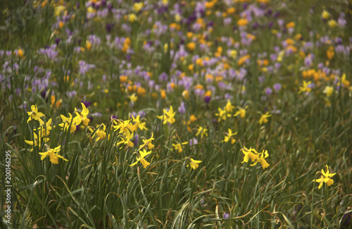 yellow daffodils and crocuses