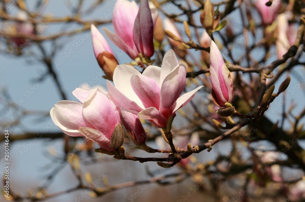 Magnolien, traumhafte Blütenkelche vor blauem Himmel Magnolien, traumhafte Blütenkelche vor blauem Himmel