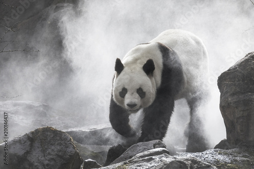 Cute panda Nature Fog