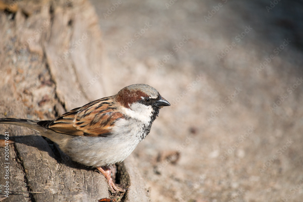 Haussperling (Passer domesticus) – auch Spatz oder Hausspatz Haussperling (Passer domesticus) – auch Spatz oder Hausspatz