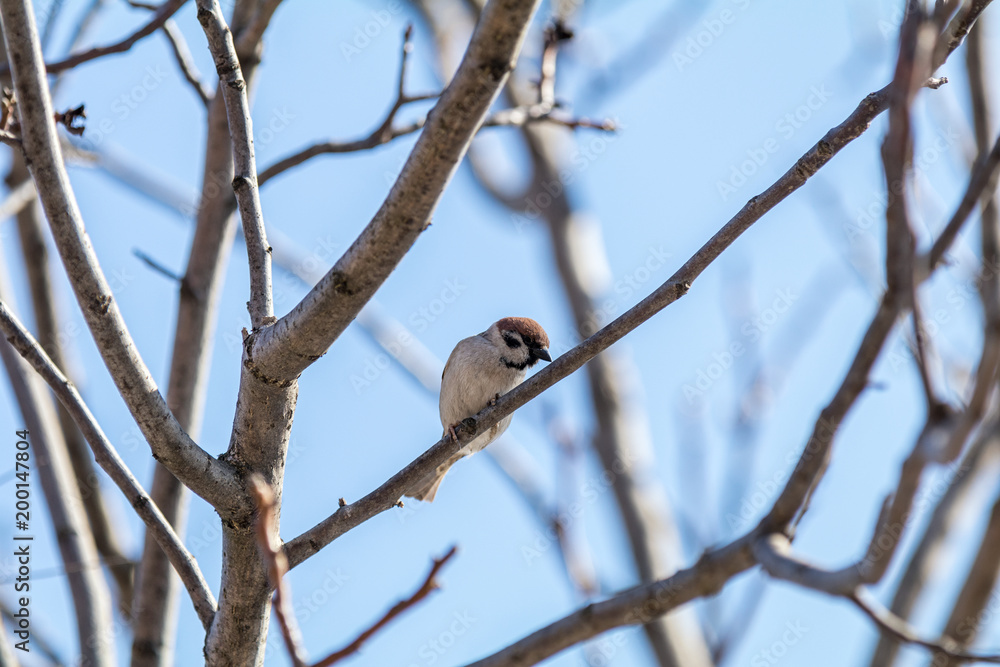 Sparrow on the branch. Sunny day. Blue sky. Beautiful early spring day. Sparrow on the branch. Sunny day. Blue sky. Beautiful early spring day.