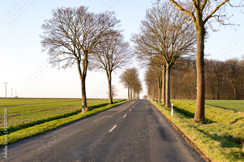 Wallpaper Mural leere Strasse mit Feldern und Bäumen am Strassenrand bei sonnigem Wetter und blauem Himmel Torontodigital.ca