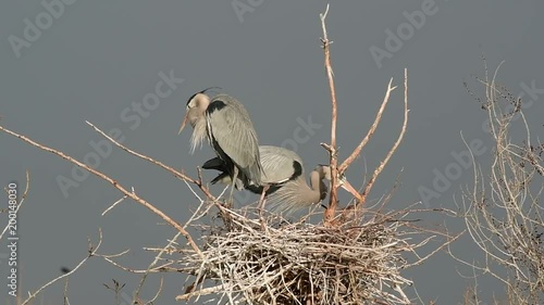 A Great Blue Heron Nesting Pair Building a Nest 