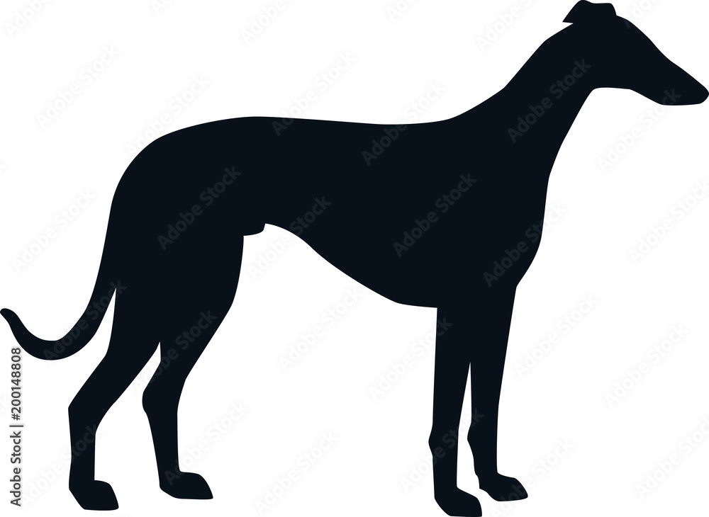 Whippet silhouette black Whippet silhouette black