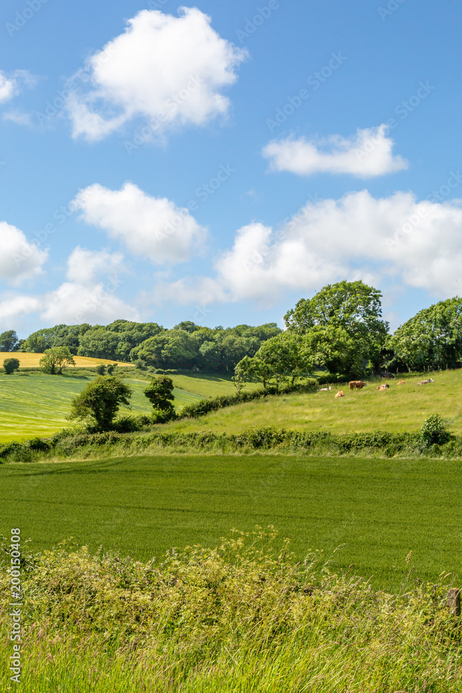 Fototapeta premium Cows in the Sussex Countryside