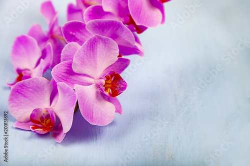 Orchid (Phalaenopsis) on a blue background.