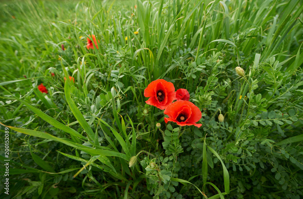 Poppies taken from the perspective from above Poppies taken from the perspective from above