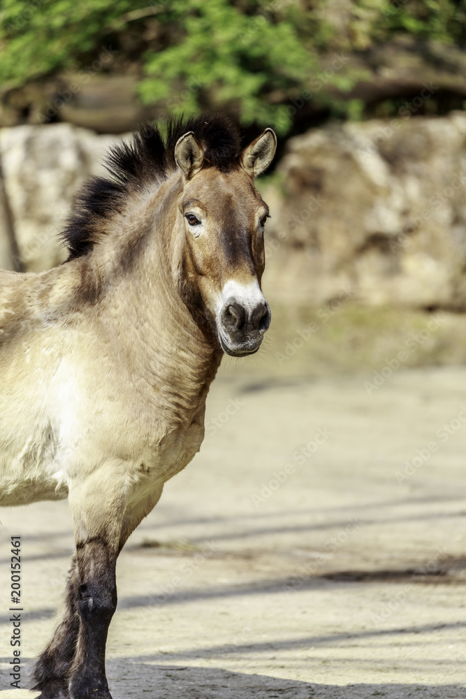 Equus ferus przewalskii, Przewalski's horse Equus ferus przewalskii, Przewalski's horse