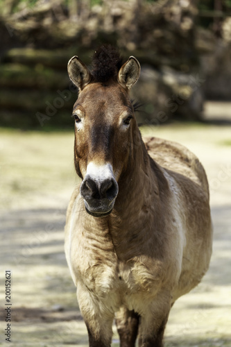 Equus ferus przewalskii, Przewalski's horse