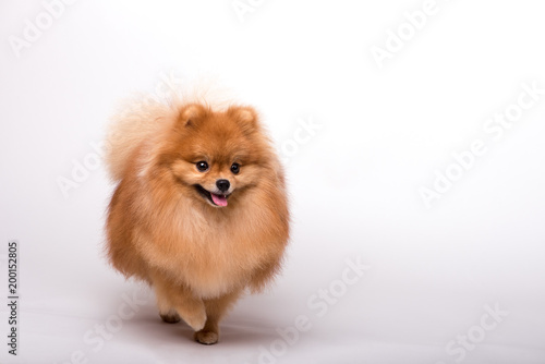 Beautiful orange dog - pomeranian Spitz