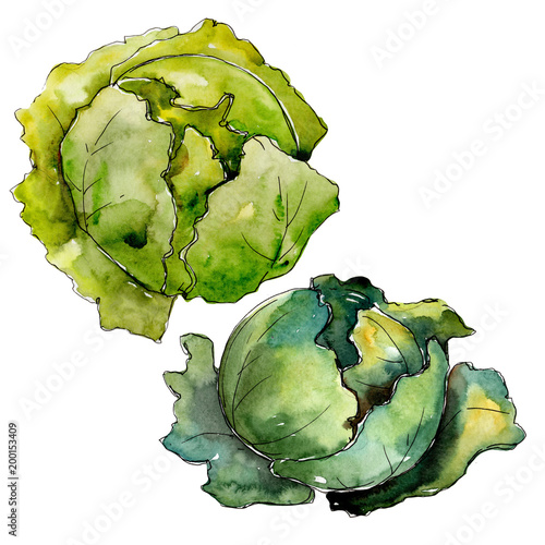 Green cabbage vegetables  in a watercolor style isolated. Full name of the vegetablles: cabbage. Aquarelle vegetables for background, texture, wrapper pattern or menu. photo