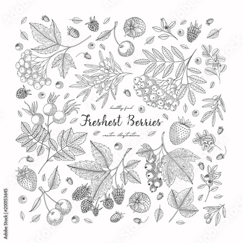 Berries collection top view illustration. Healthy food. Engraving sketch vintage style. Vegetarian food for design menu, recipes, decoration kitchen items. Great for label, poster, packaging design.