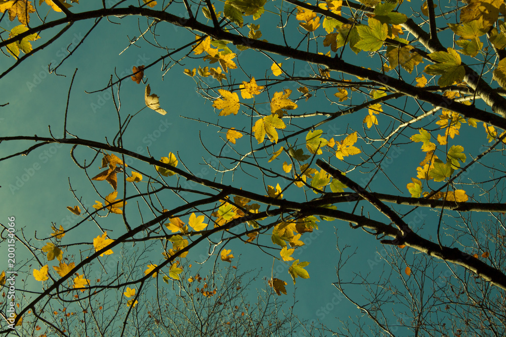 branches with yellow autumn leaves