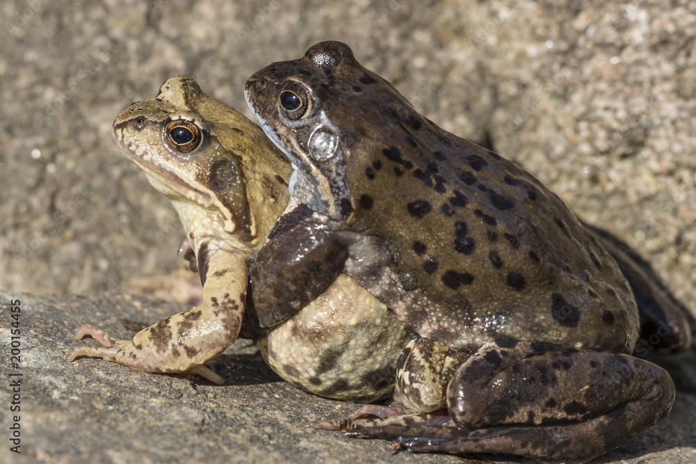 Obraz premium Kröten, Paarung