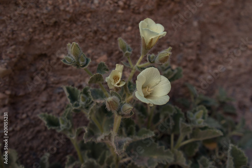 Eucnide Urens, blooming desert rock nettle   photo