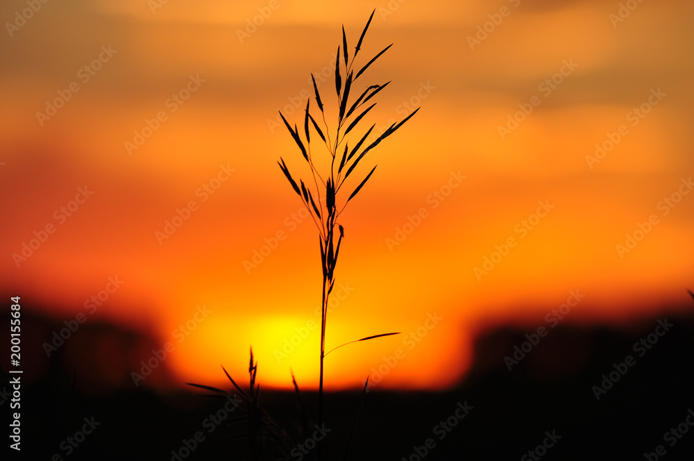 Silhouettes of blade of grass against the golden sunset sun