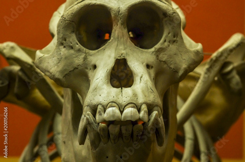 Konstfotografi Monkey Skull