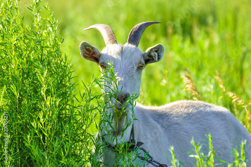 White goat in the bright green grass. photo