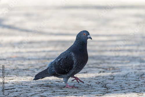 single, city ​​pigeon, gray blurred background, portrait of a pigeon bird, pojedynczy ptak gołąb, rozmyte tło szare i zielone