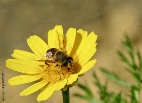 Bee  © ozgun