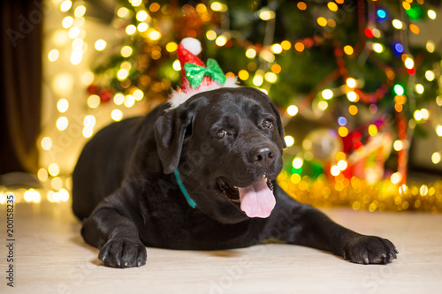 A black Labrador dog wearing a gnome cap near a Christmas tree with garlands