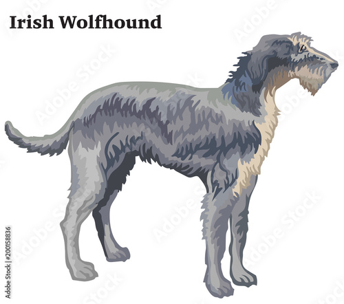 Colored decorative standing portrait of Irish Wolfhound vector illustration