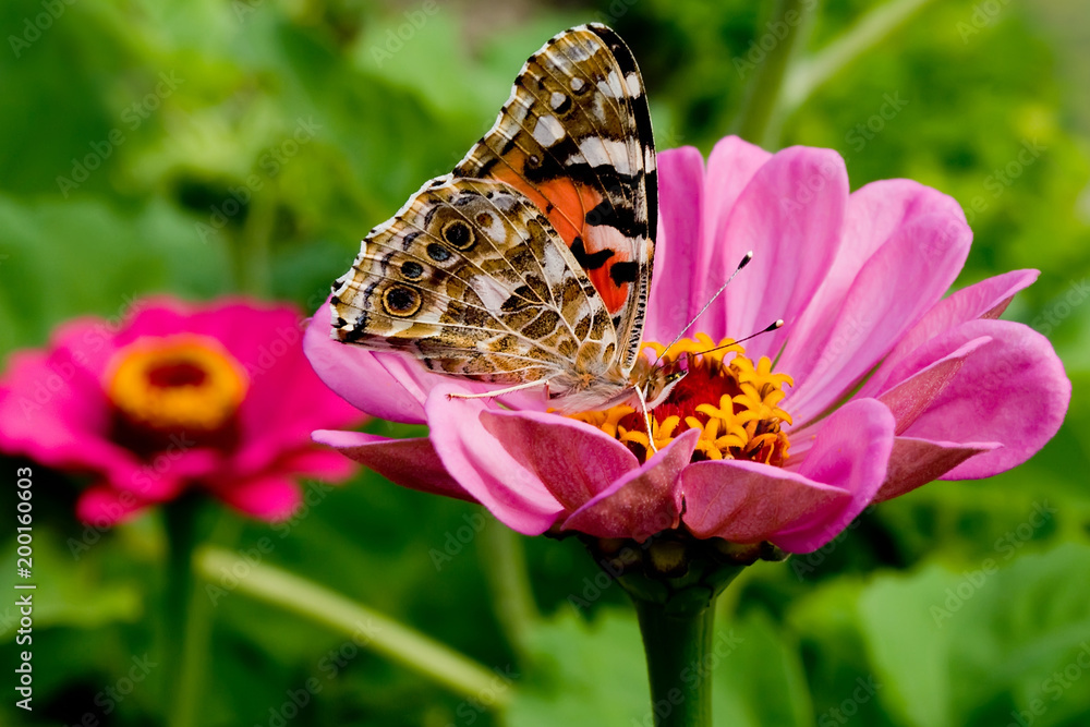 beautiful butterfly on a pink gerbera in nature beautiful butterfly on a pink gerbera in nature