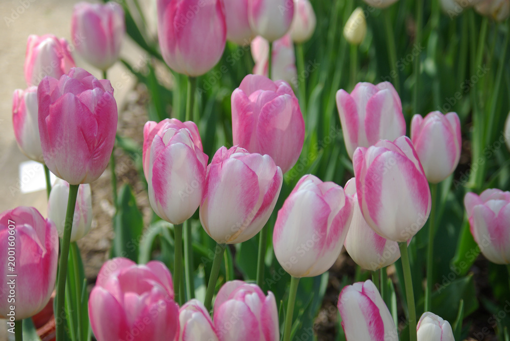 Obraz premium Tulipes roses au jardin