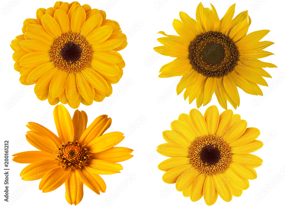 yellow flowers on white isolated background for design yellow flowers on white isolated background for design