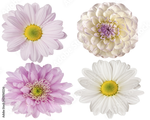 pink flowers on a white isolated background for design