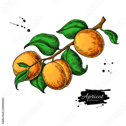 Apricot branch vector drawing. Hand drawn isolated fruit. Summer food illustration