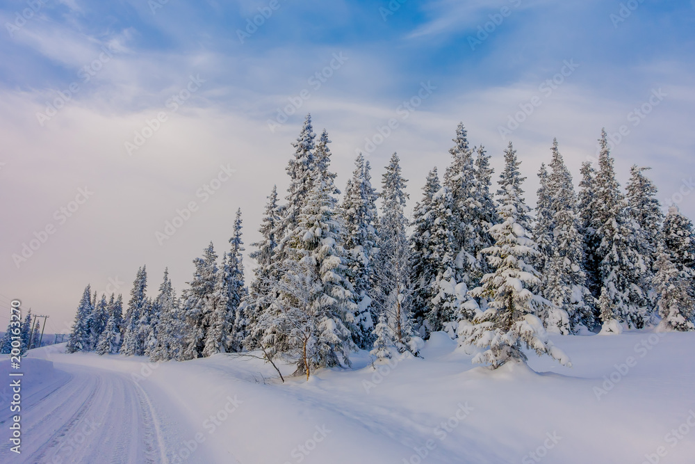 Beautiful outdoor view of road partial covered with heavy snow, and pine trees in the forest