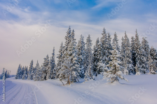 Beautiful outdoor view of road partial covered with heavy snow, and pine trees in the forest