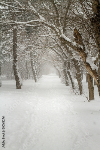 Winter path with frozen trees. Walking in the snow © Gennadiy Iotkovskiy
