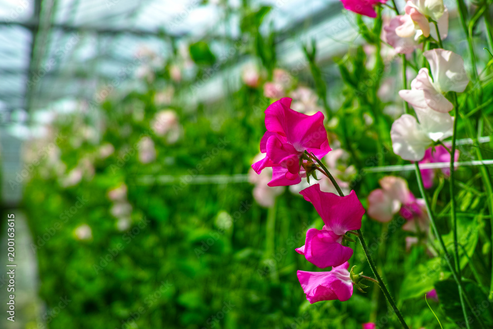 Cuthbertson Blend, Spenser type sweet peas colorful cut flowers cultivated as decorative or ornamental flower, growing in greenhouse