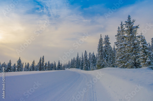 View of road partial covered with heavy snow, and pine trees in the forest © Fotos 593