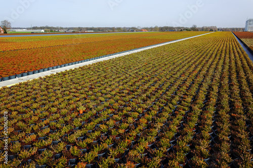 Cultivation on farm fields of Calluna vulgaris plants, heather plant growth on thousands small flowerpots