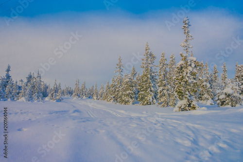 Beautiful outdoor view with trees covered with snow in the forest, during winter in Bagnsasen region in Norway